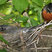American Robin